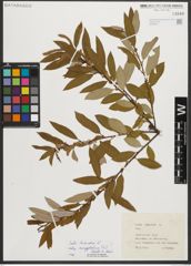 Foto von Salix triandra subsp. amygdalina (L.) Schübl. & G. Martens